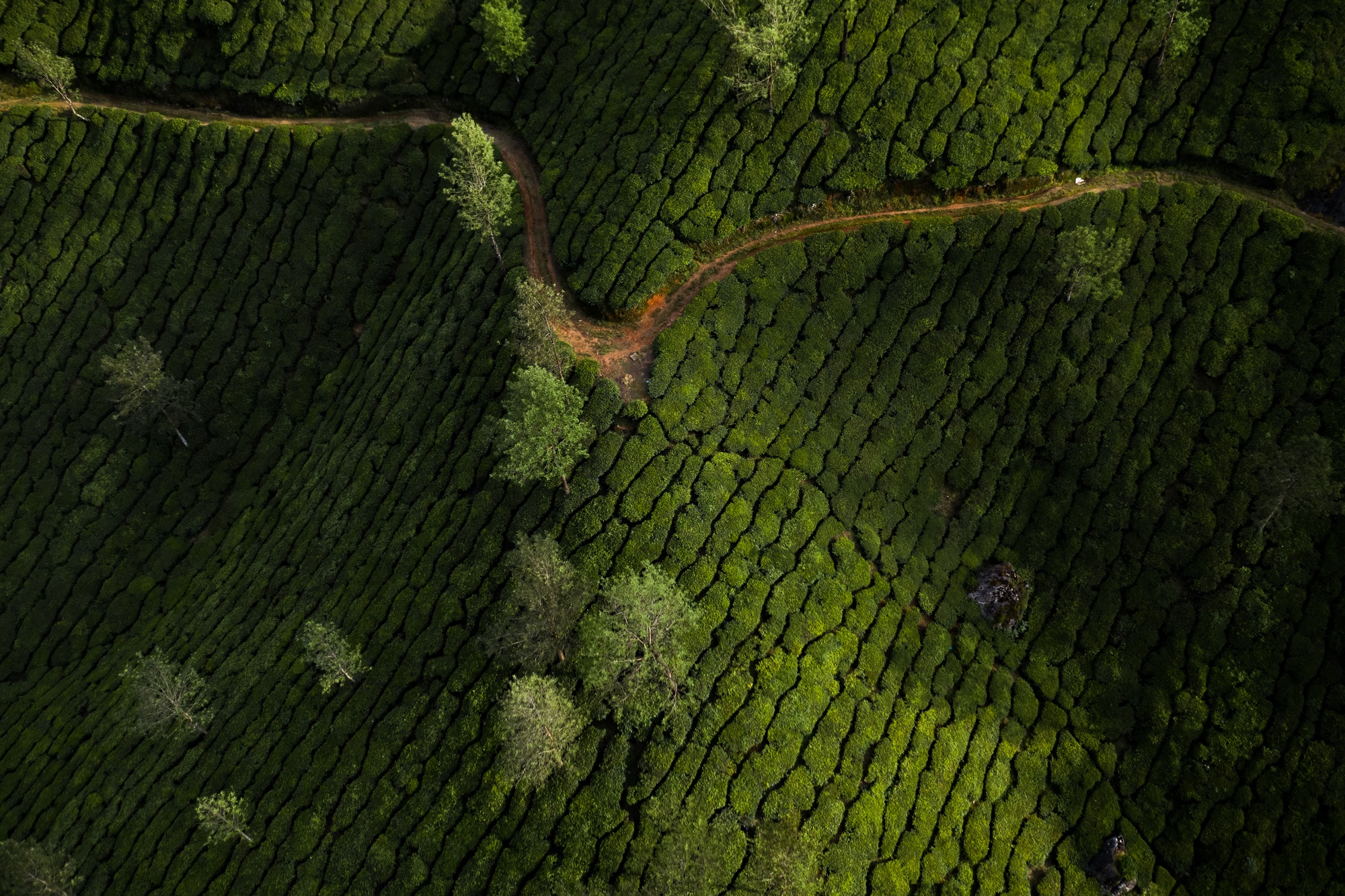 Beautiful tea plantation landscape in the morning. Beautiful tea plantation landscape in the morning.