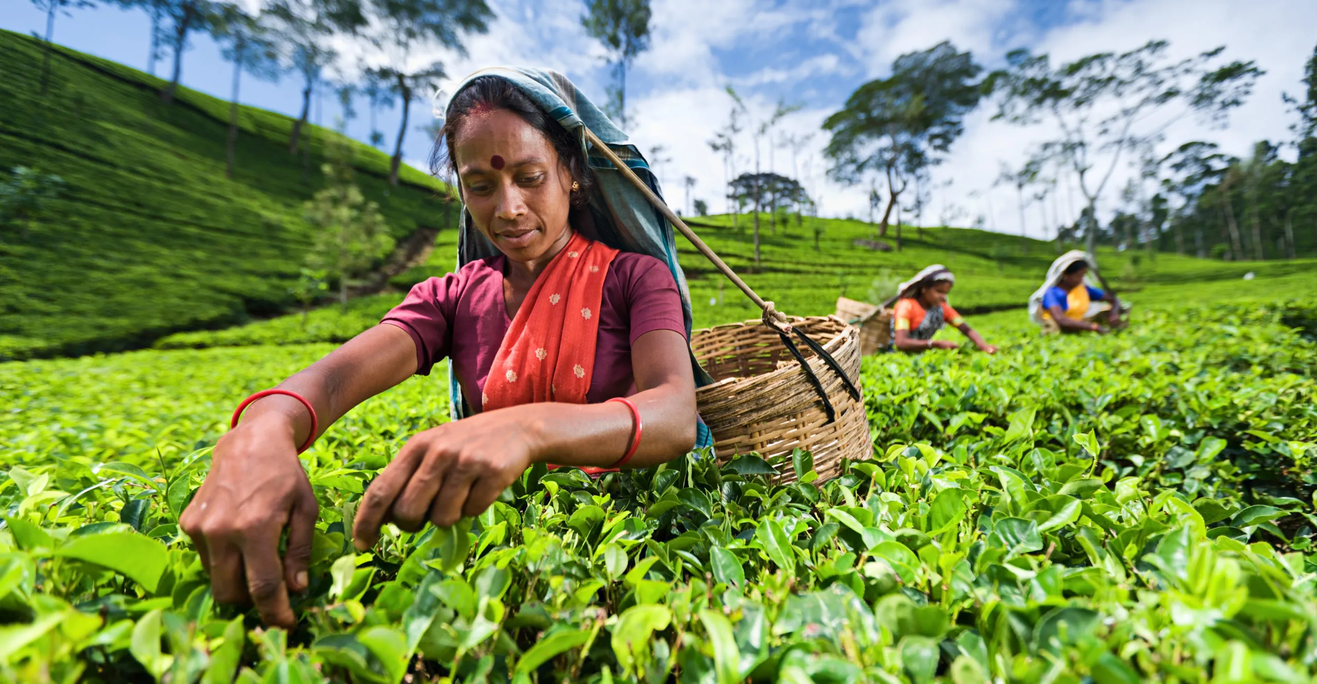 sri-lanka-tea-main-scaled sri-lanka-tea-main-scaled