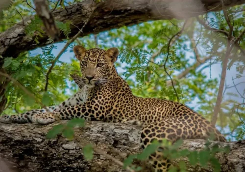 2_from-negombo-wilpattu-national